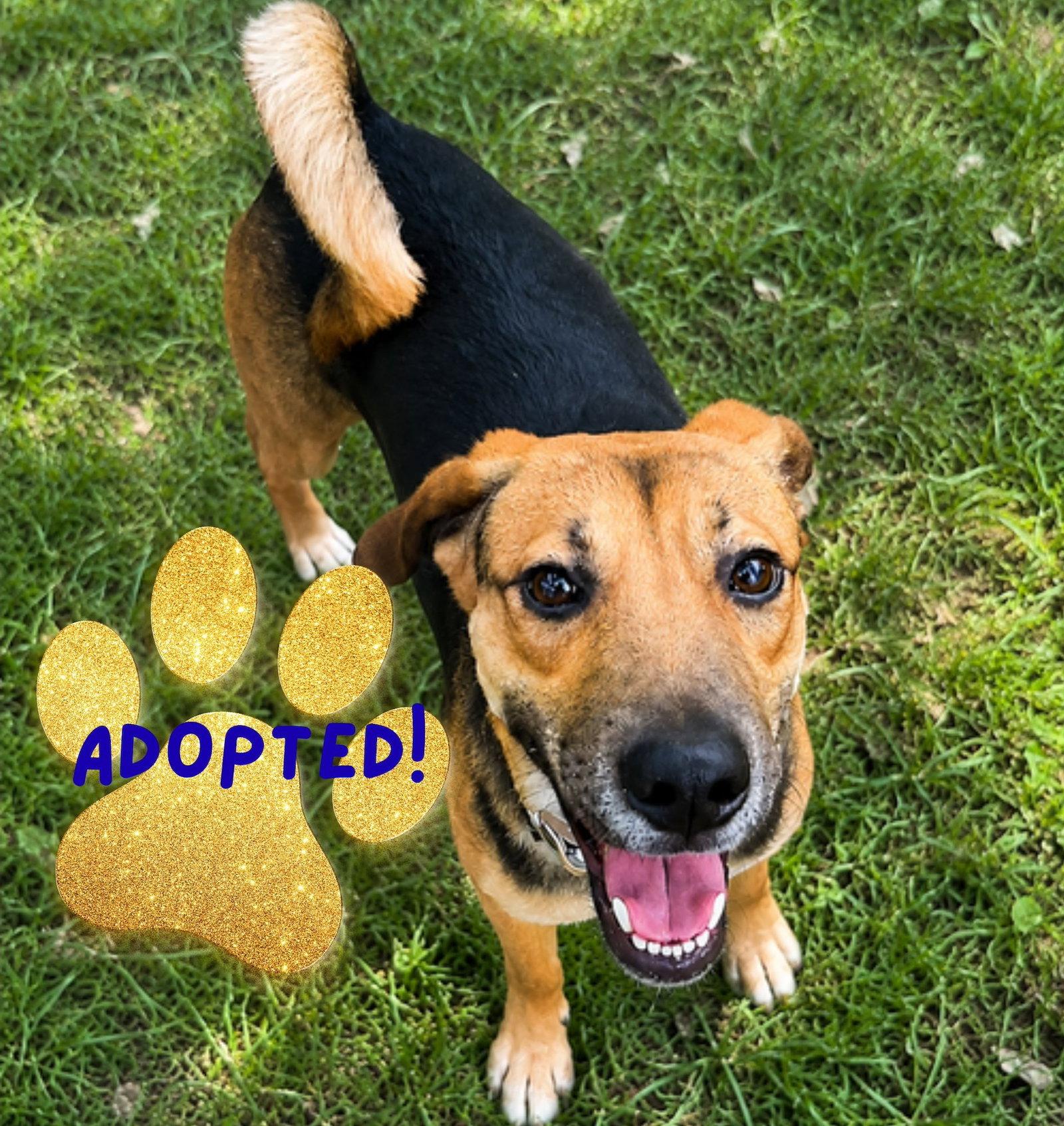 Enlarge Cinnamon, a Adoptable mixed breed in Baltimore, MD image 3/3