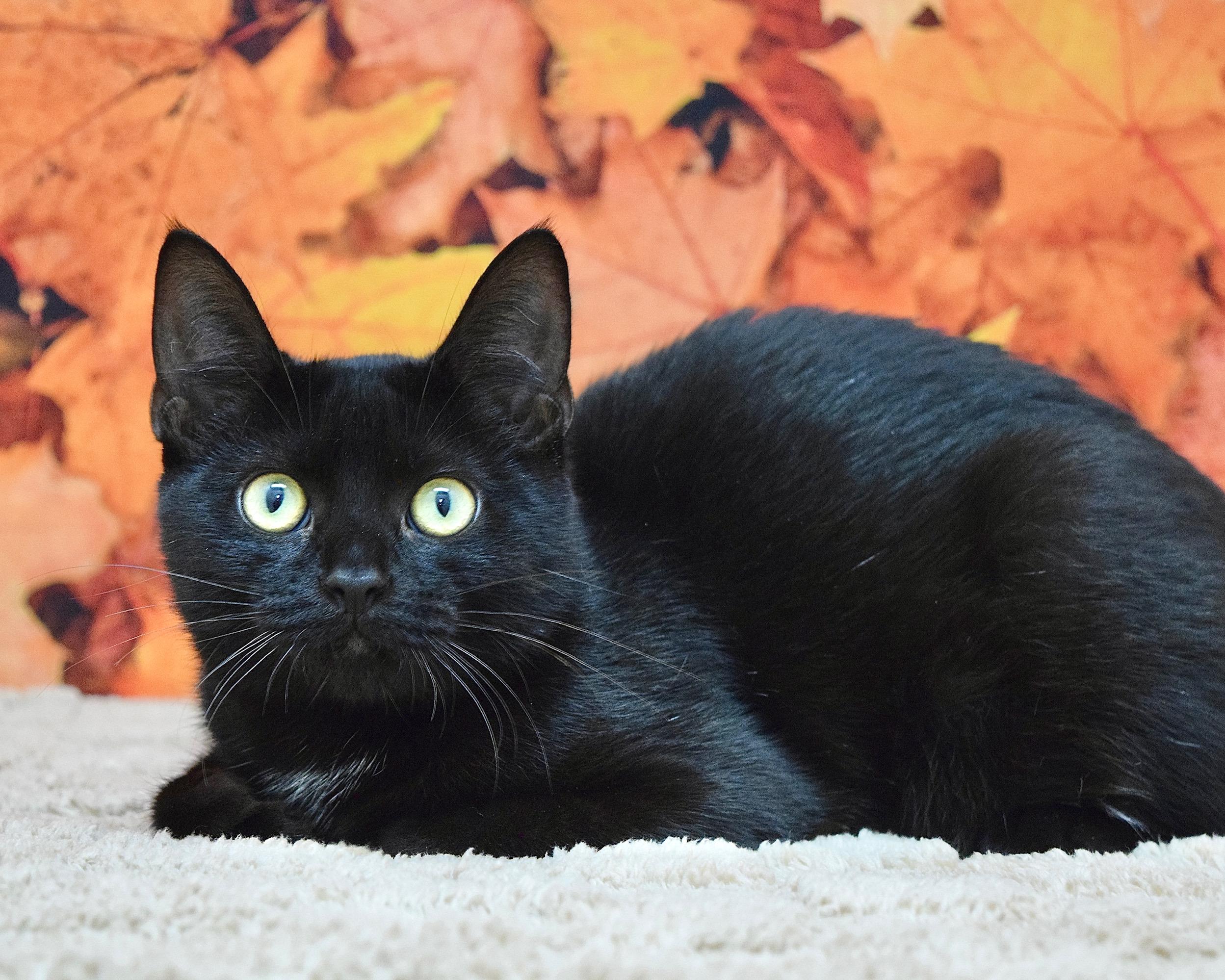 Enlarge Kiki, a Adoptable Domestic Short Hair in Dublin, CA image 1/1
