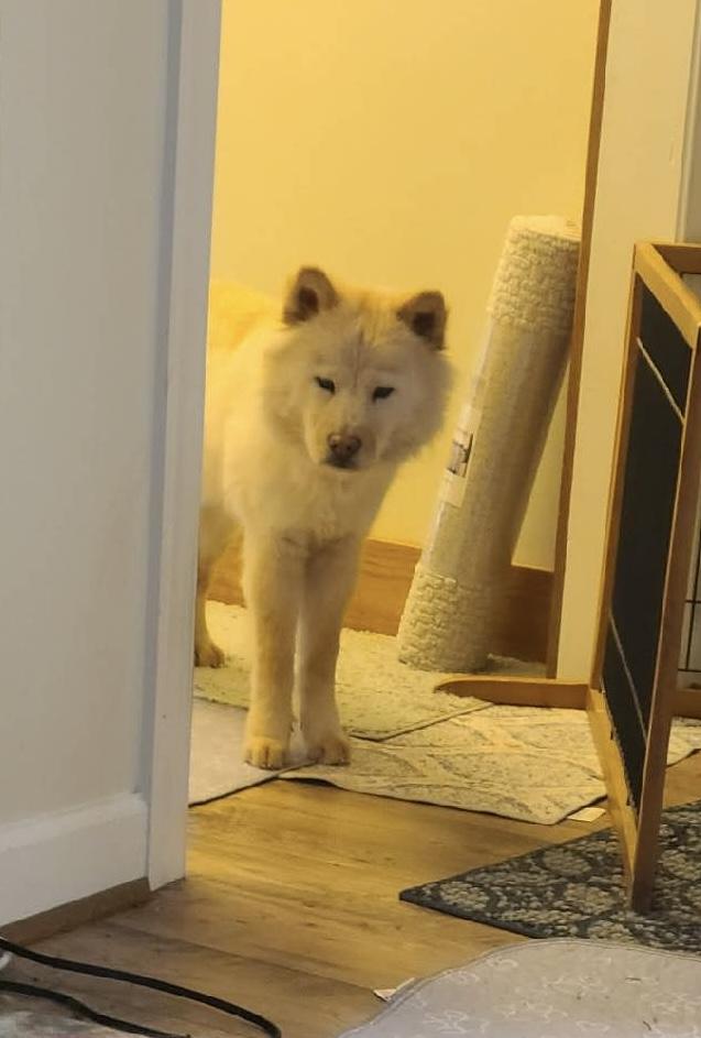 Enlarge JOY , a Adoptable Chow Chow in Marietta , GA image 3/6