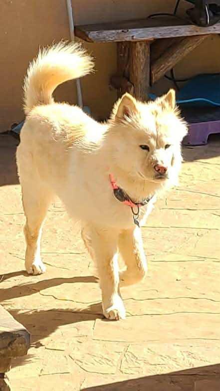 Enlarge JOY , a Adoptable Chow Chow in Marietta , GA image 5/6
