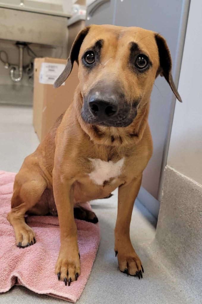 Gillian Owens, Adoptable, Puppy Female Mixed Breed.