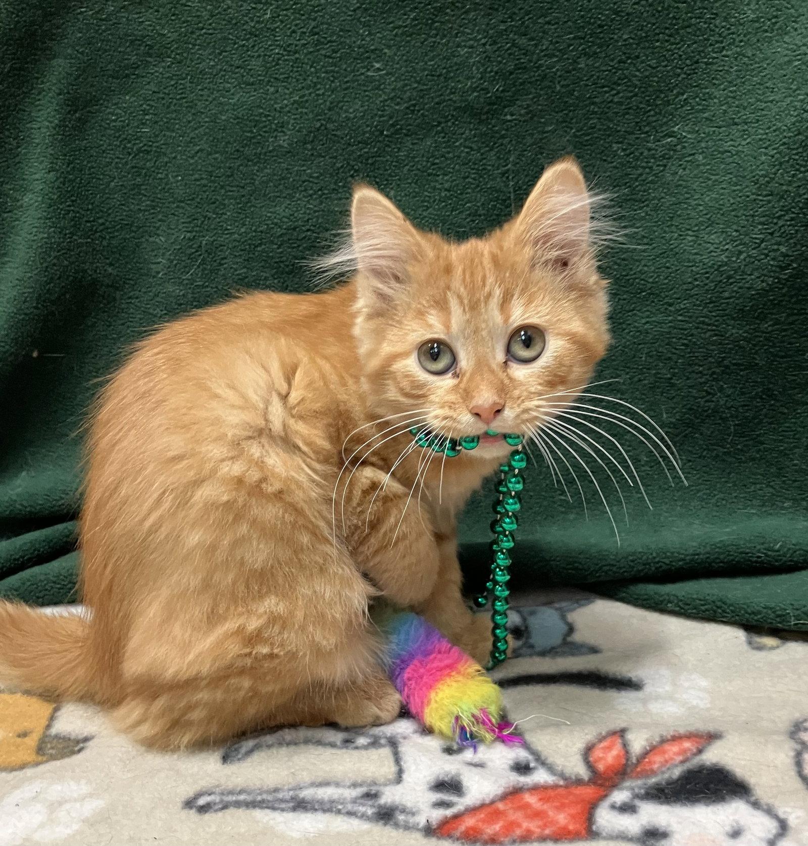 Enlarge Pebbles (bonded to Wilma), a Adopted Domestic Medium Hair in Dublin, OH image 1/3