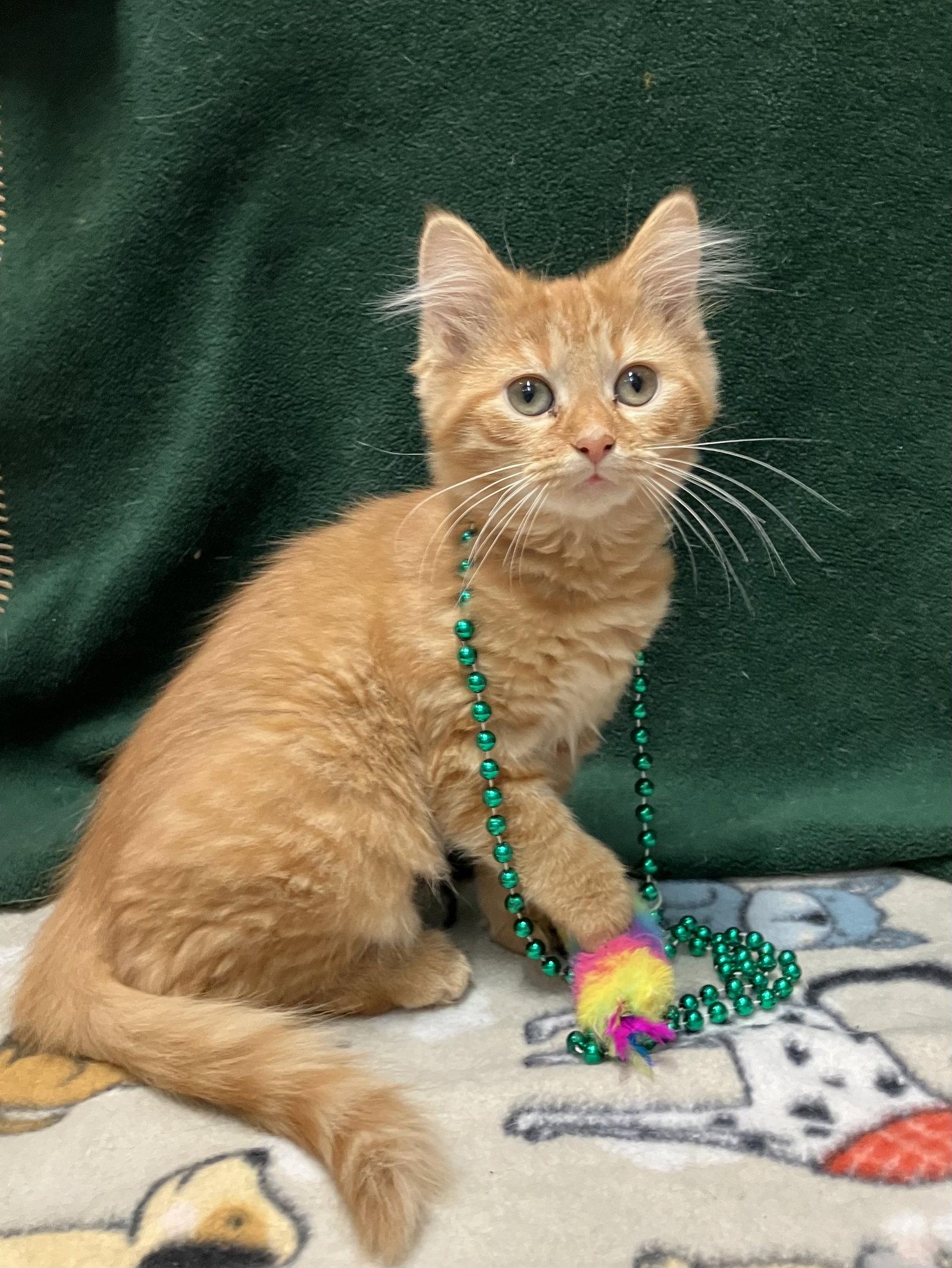 Enlarge Pebbles (bonded to Wilma), a Adopted Domestic Medium Hair in Dublin, OH image 2/3