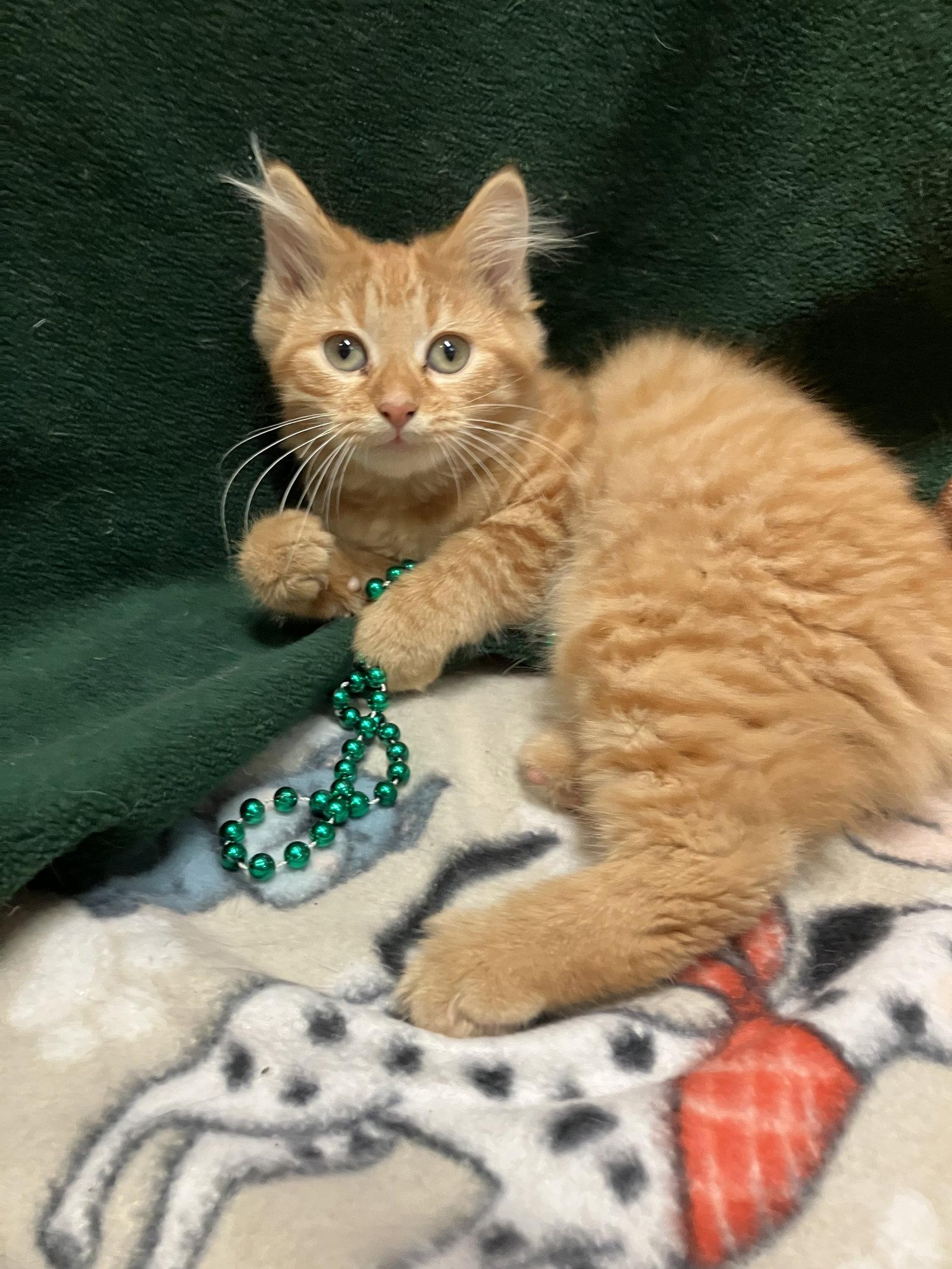 Enlarge Pebbles (bonded to Wilma), a Adopted Domestic Medium Hair in Dublin, OH image 3/3