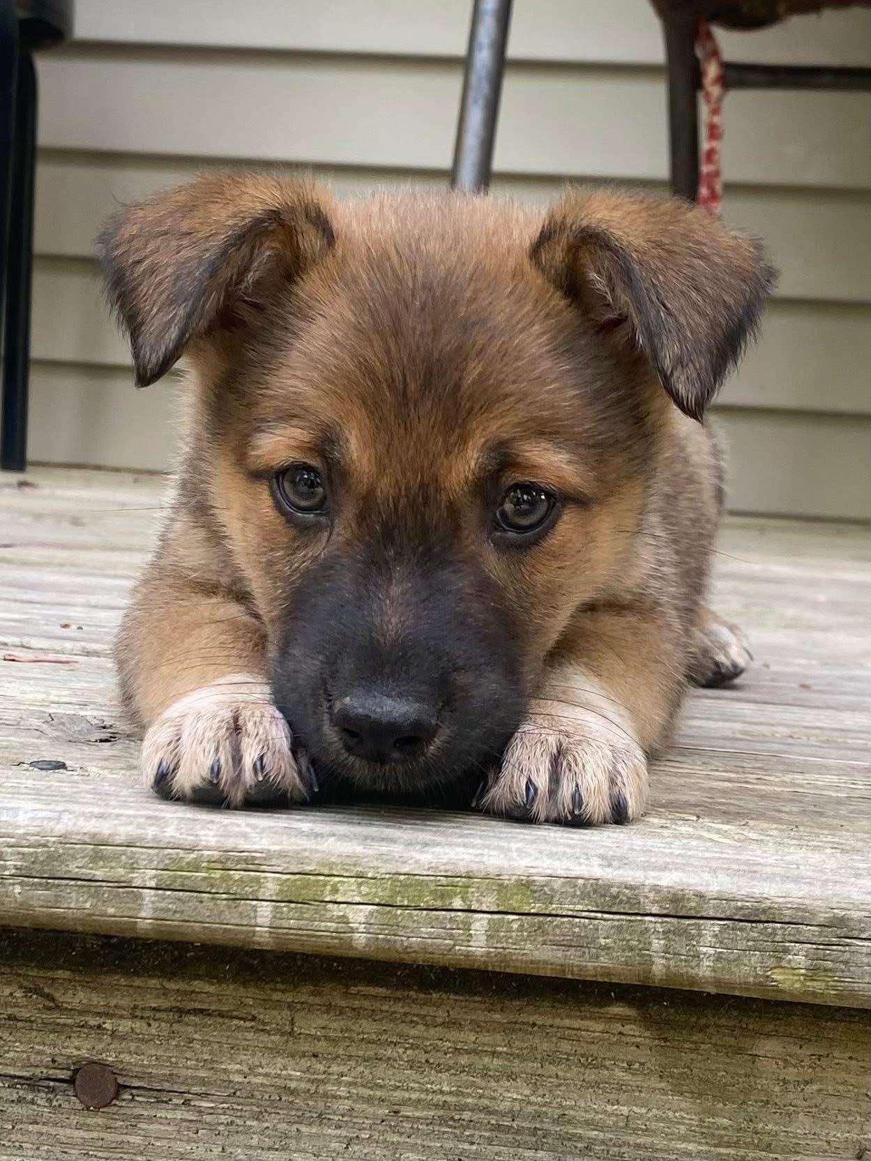 Enlarge Ella, a Adoptable mixed breed in Berlin, NJ image 1/3
