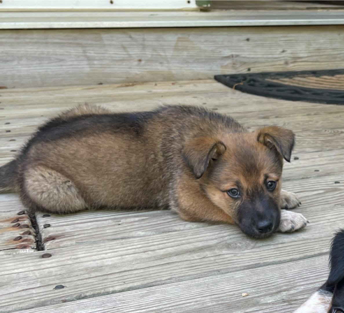 Enlarge Ella, a Adoptable mixed breed in Berlin, NJ image 2/3