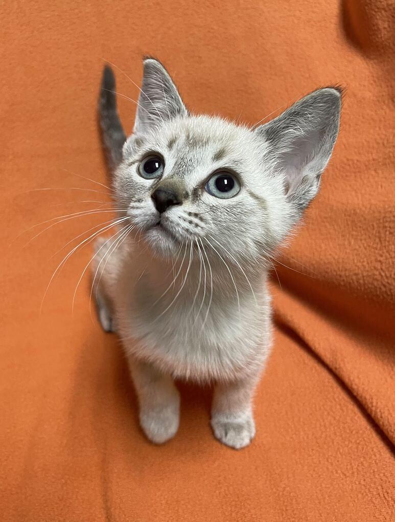 Enlarge Lyra, a Adopted Domestic Short Hair in Jackson, MI image 1/6