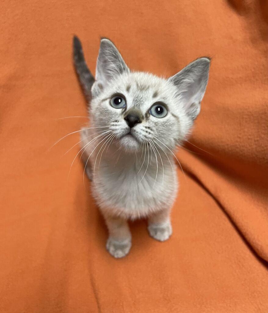Enlarge Lyra, a Adopted Domestic Short Hair in Jackson, MI image 3/6