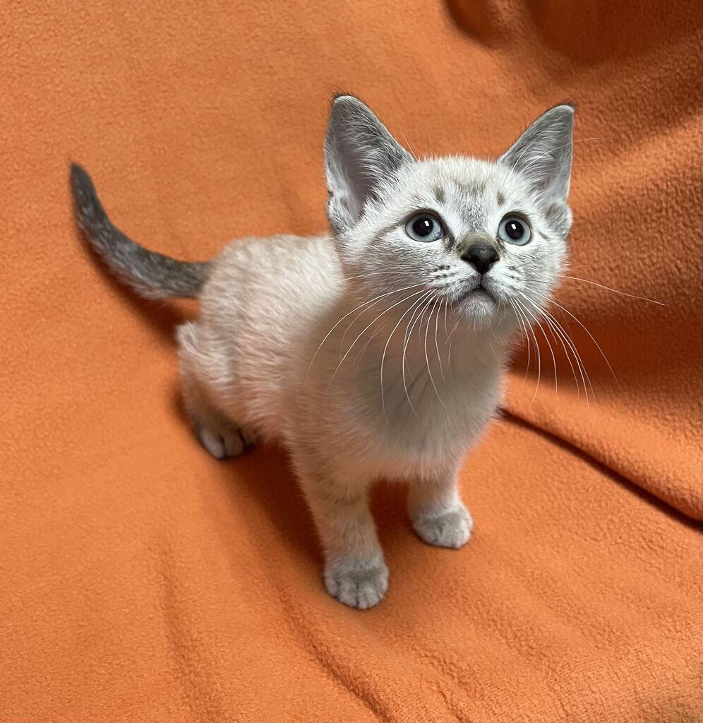 Enlarge Lyra, a Adopted Domestic Short Hair in Jackson, MI image 4/6