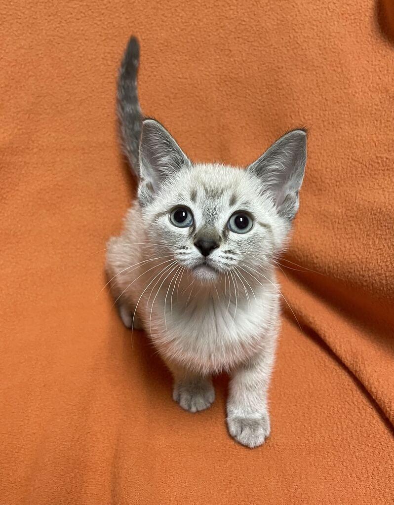 Enlarge Lyra, a Adopted Domestic Short Hair in Jackson, MI image 2/6
