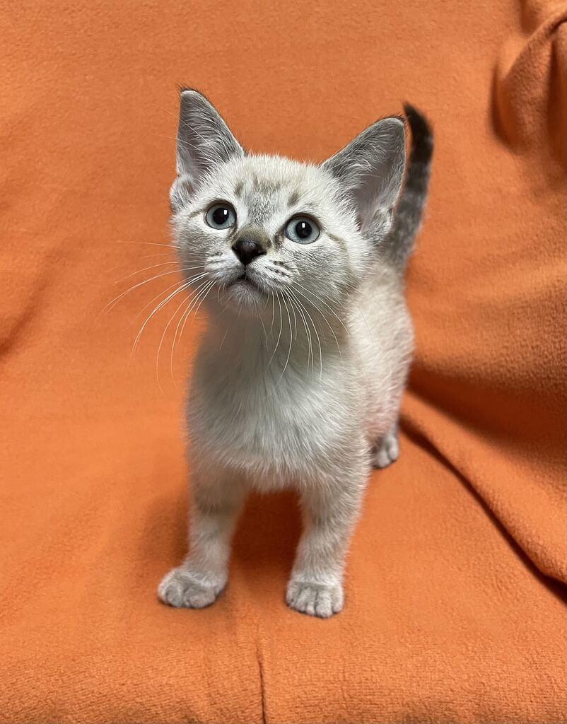 Enlarge Lyra, a Adopted Domestic Short Hair in Jackson, MI image 6/6
