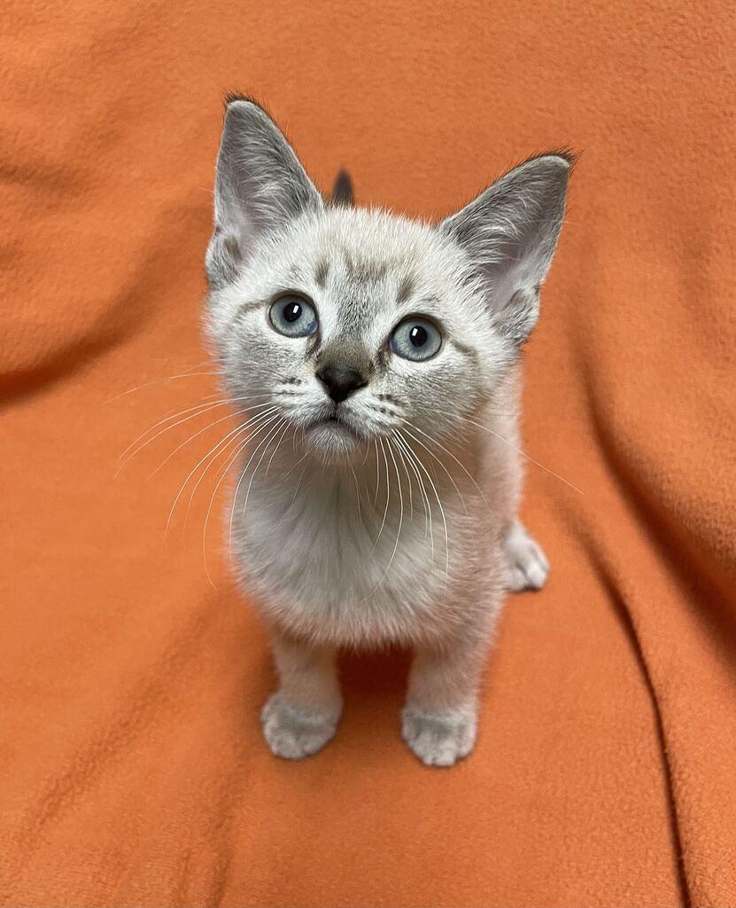 Enlarge Lyra, a Adopted Domestic Short Hair in Jackson, MI image 5/6
