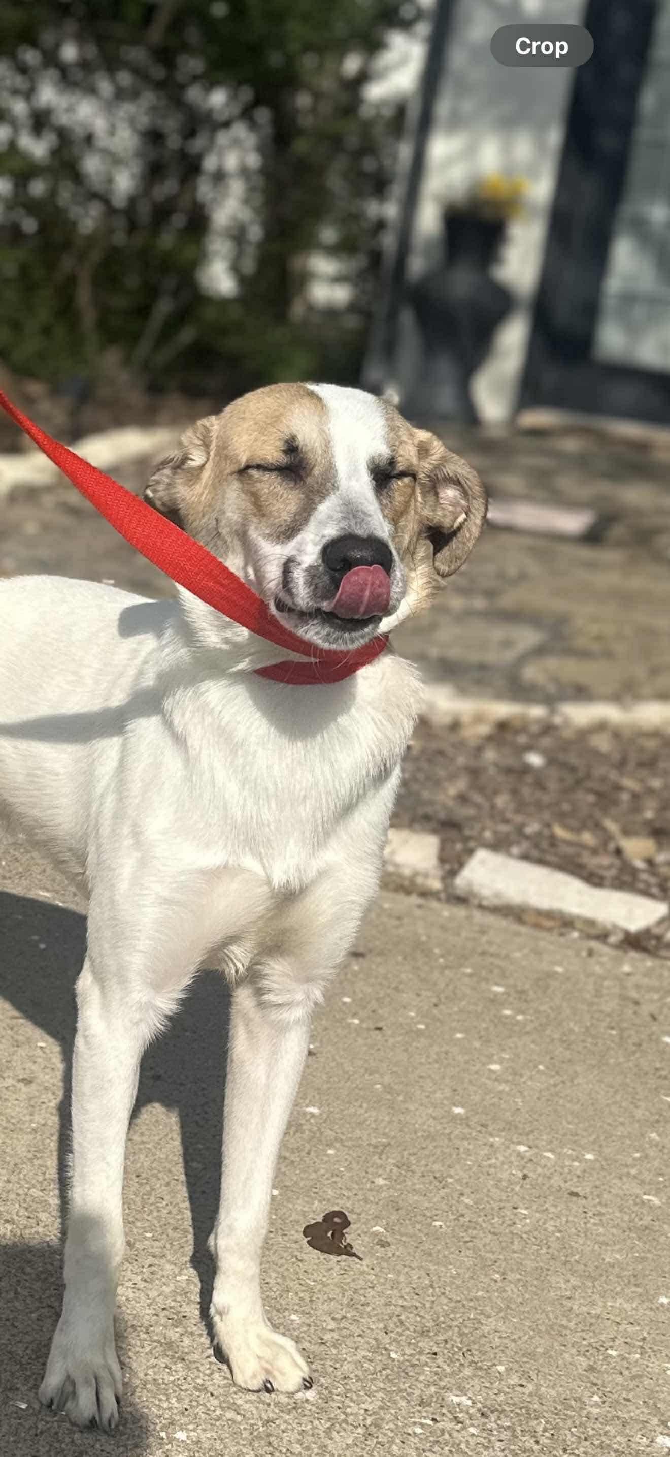 Nugget, Adoptable, Young Male Greyhound.