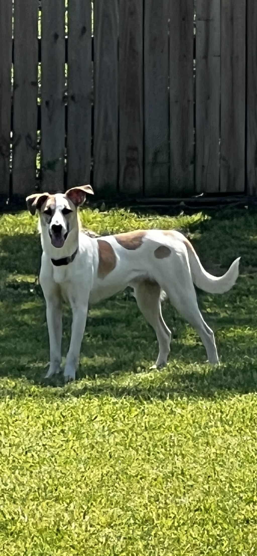 Nugget, a Adoptable Greyhound in Dallas, TX image 2/3