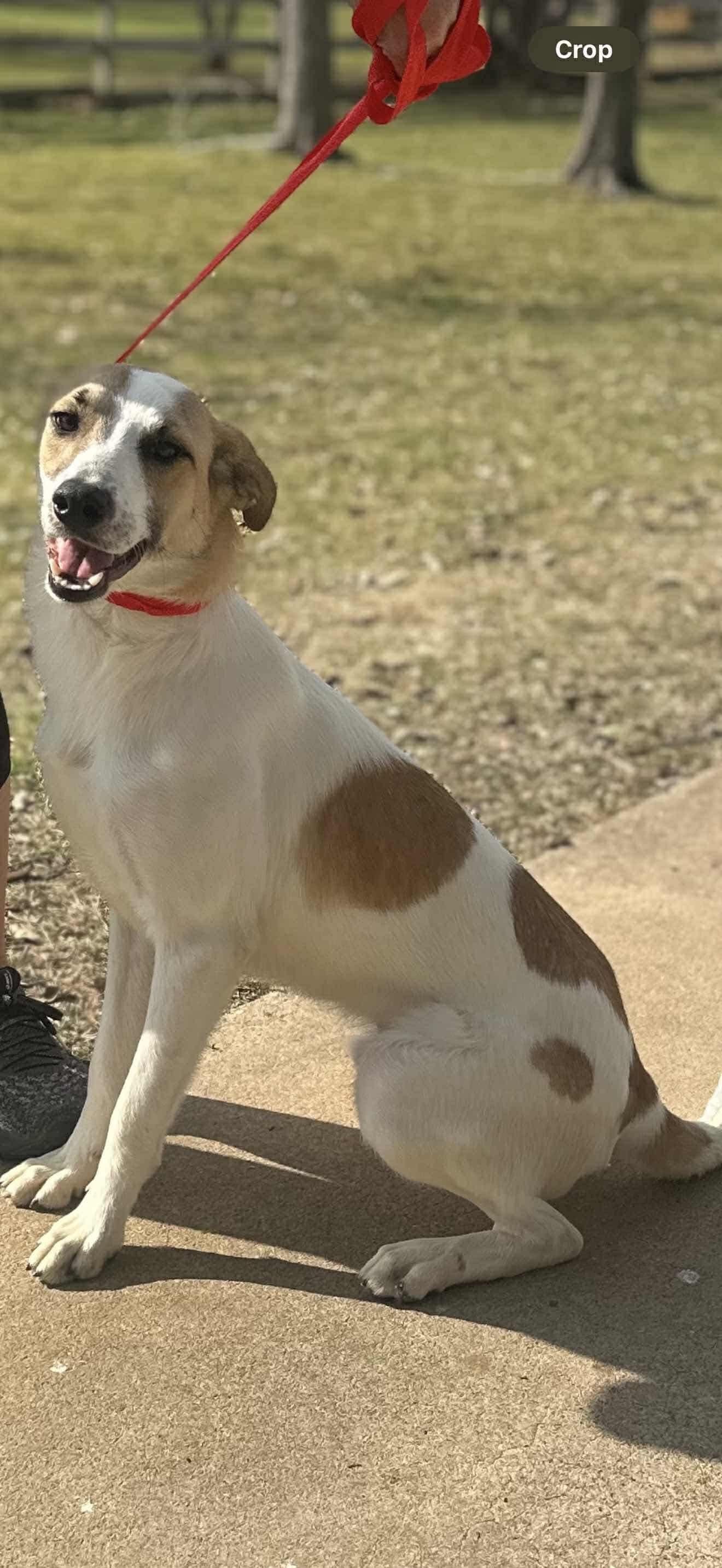 Nugget, a Adoptable Greyhound in Dallas, TX image 3/3