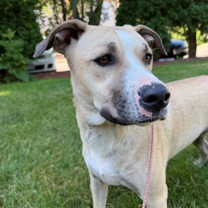 Enlarge Winston, a Adoptable Mixed Breed in Madison, WI image 1/6