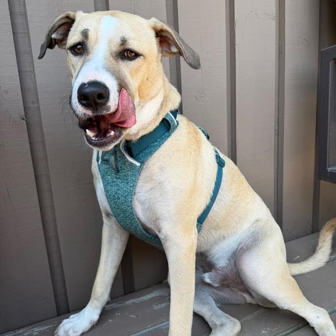 Enlarge Winston, a Adoptable Mixed Breed in Madison, WI image 2/6