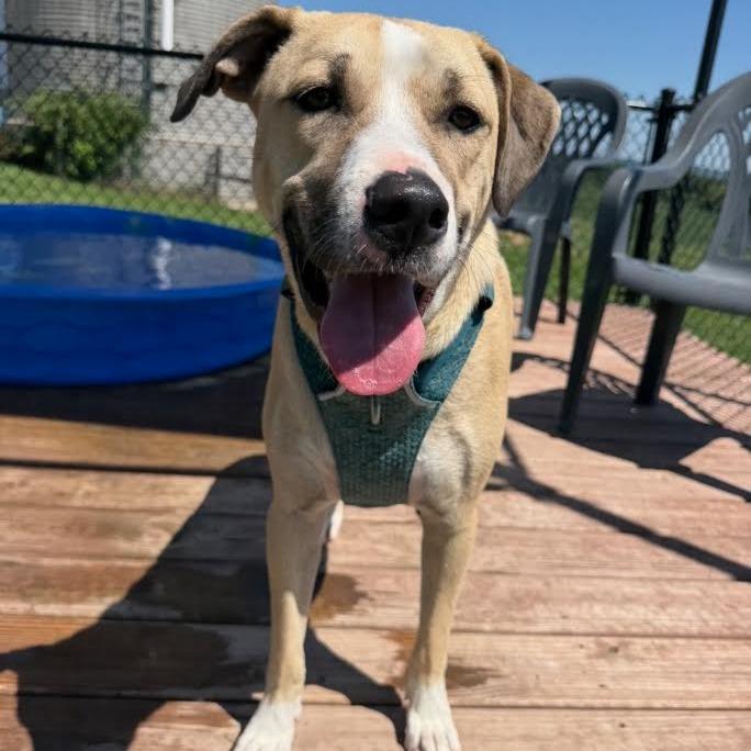 Enlarge Winston, a Adoptable Mixed Breed in Madison, WI image 3/6