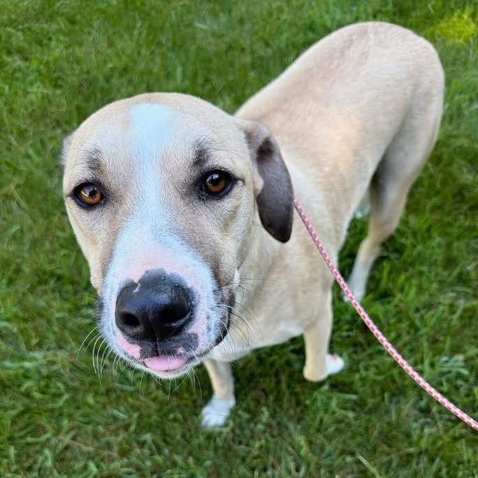 Enlarge Winston, a Adoptable Mixed Breed in Madison, WI image 4/6