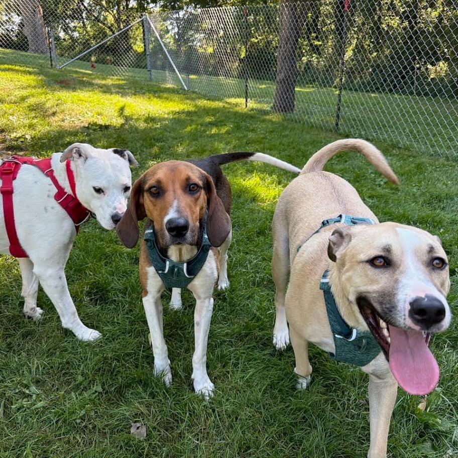 Enlarge Winston, a Adoptable Mixed Breed in Madison, WI image 5/6