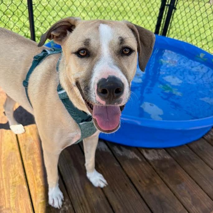 Enlarge Winston, a Adoptable Mixed Breed in Madison, WI image 6/6