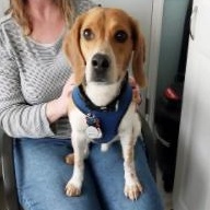Enlarge Doug, a Adoptable Beagle in London, OH image 1/1