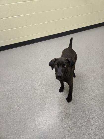Enlarge Kane, a Adoptable mixed breed in Guntersville, AL image 1/1