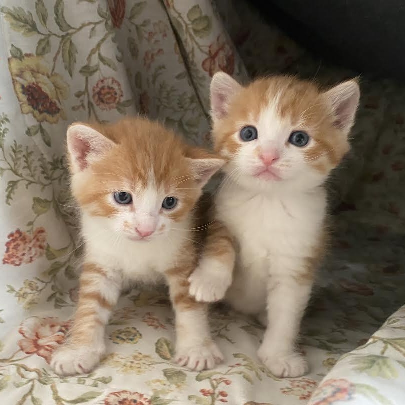 Fred and George Weasly (DP & CF)