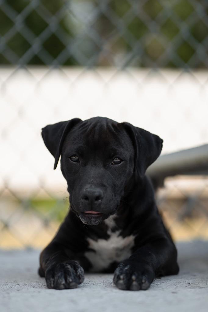 Enlarge Rye, a Adopted mixed breed in Peru, NY image 1/1