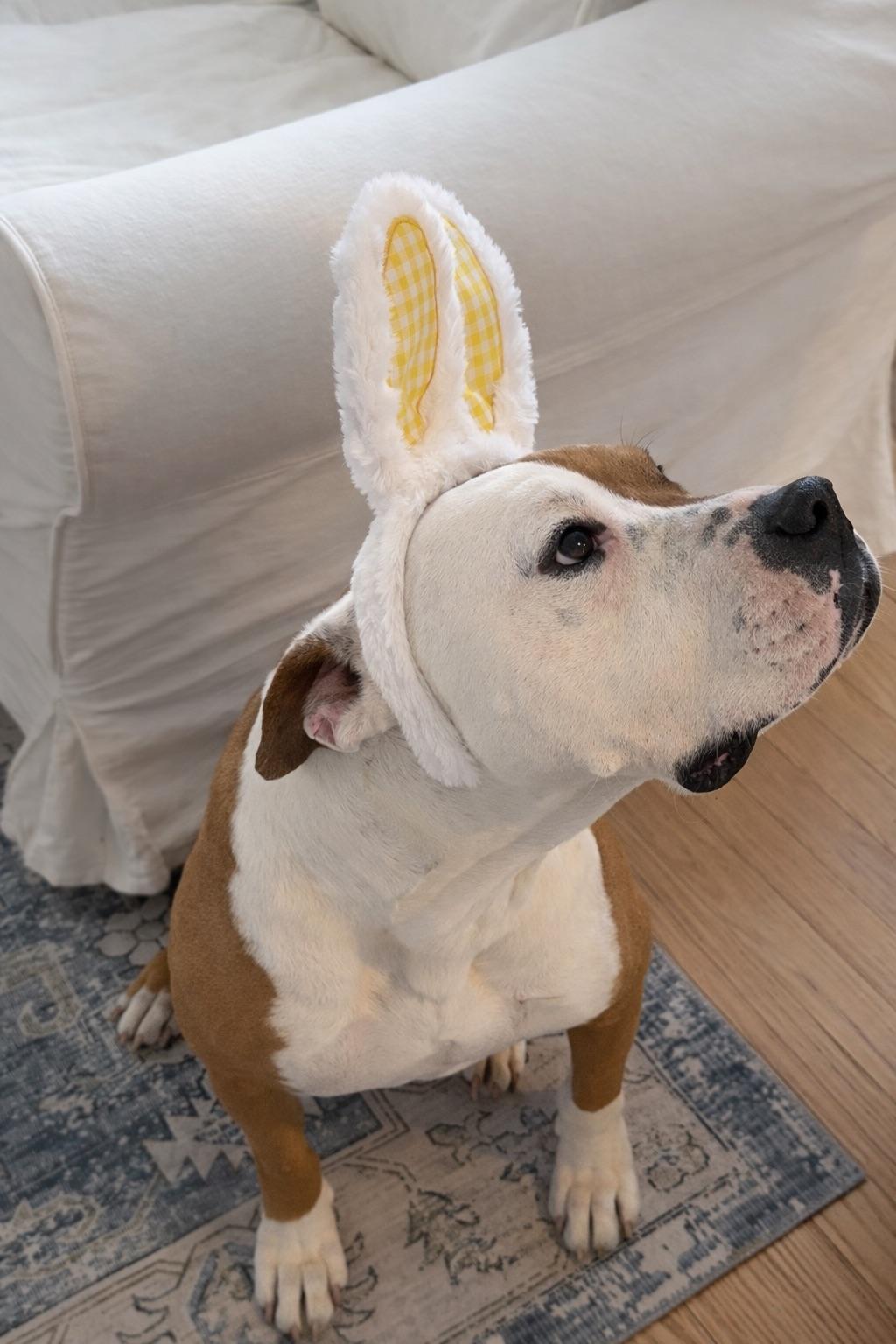 TRIPP, adopted, Adult Male American Bulldog & Pit Bull Terrier.