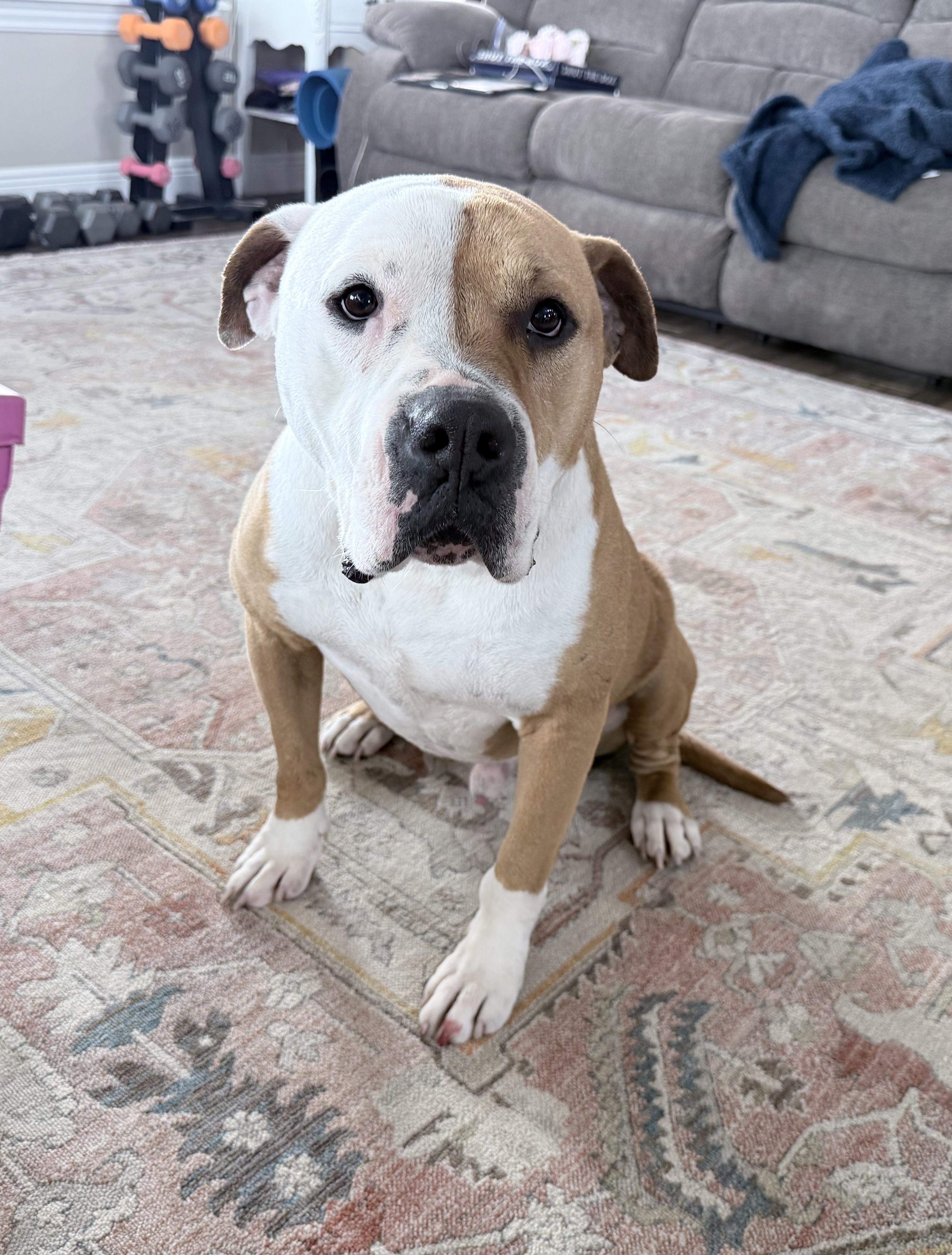 Enlarge TRIPP, an adopted mixed breed in Branford, CT image 2/5