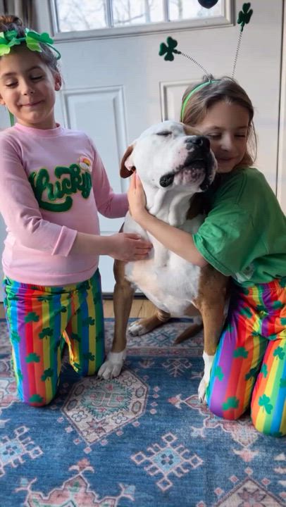 Enlarge TRIPP, an adopted mixed breed in Branford, CT video 3/5
