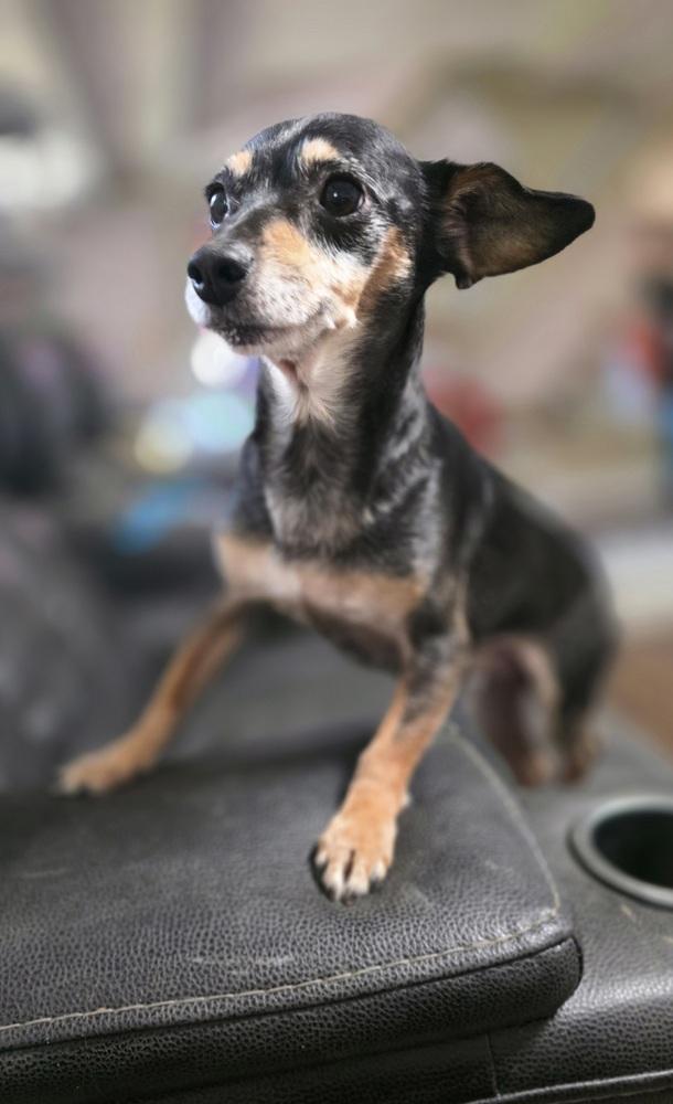 Jack Bee, Adopted, Senior Male Chihuahua & Dachshund.