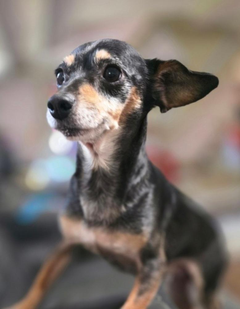 Enlarge Jack Bee, a Adopted mixed breed in Aurora, IN image 2/4