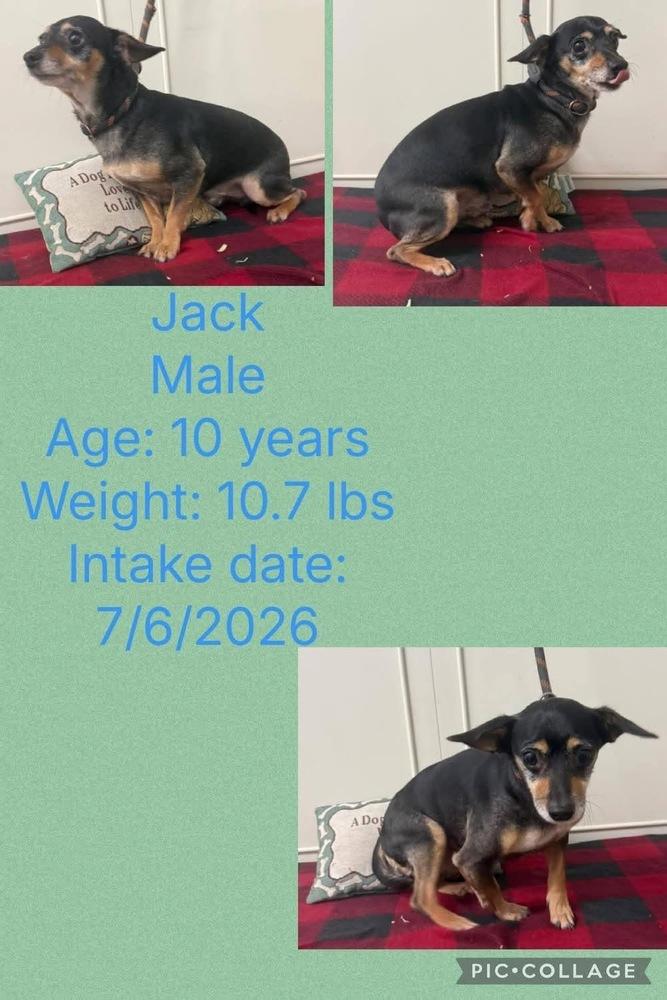 Enlarge Jack Bee, a Adopted mixed breed in Aurora, IN image 2/3