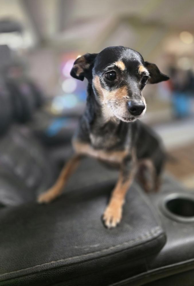 Enlarge Jack Bee, a Adopted mixed breed in Aurora, IN image 3/3