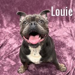 Enlarge Louie, an adopted American Bully in Pleasantville, NJ image 1/1