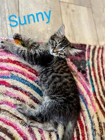Sunny