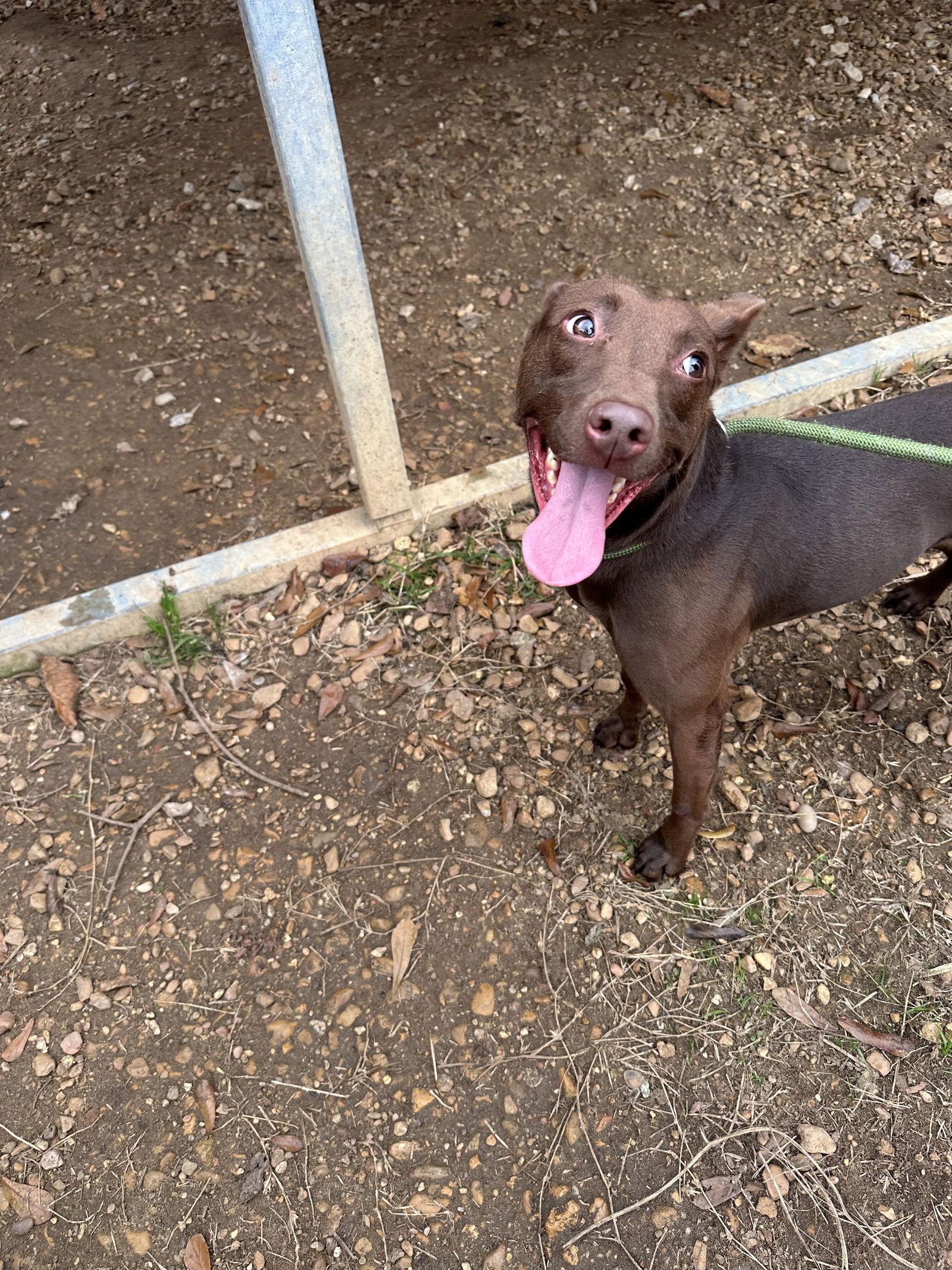 Enlarge Gladys, a Adoptable Chocolate Labrador Retriever in Jackson, MS image 1/2