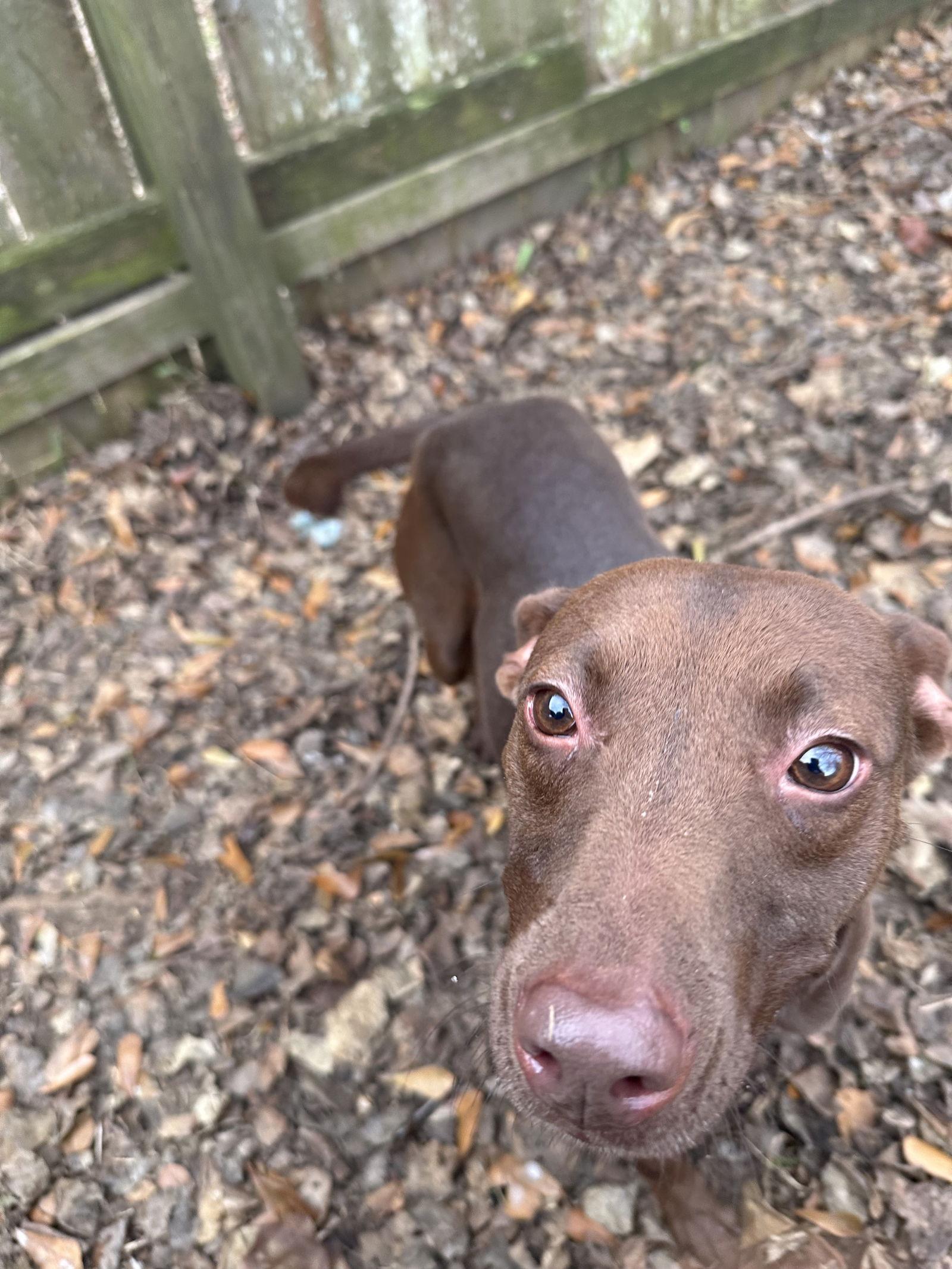 Enlarge Gladys, a Adoptable Chocolate Labrador Retriever in Jackson, MS image 2/2