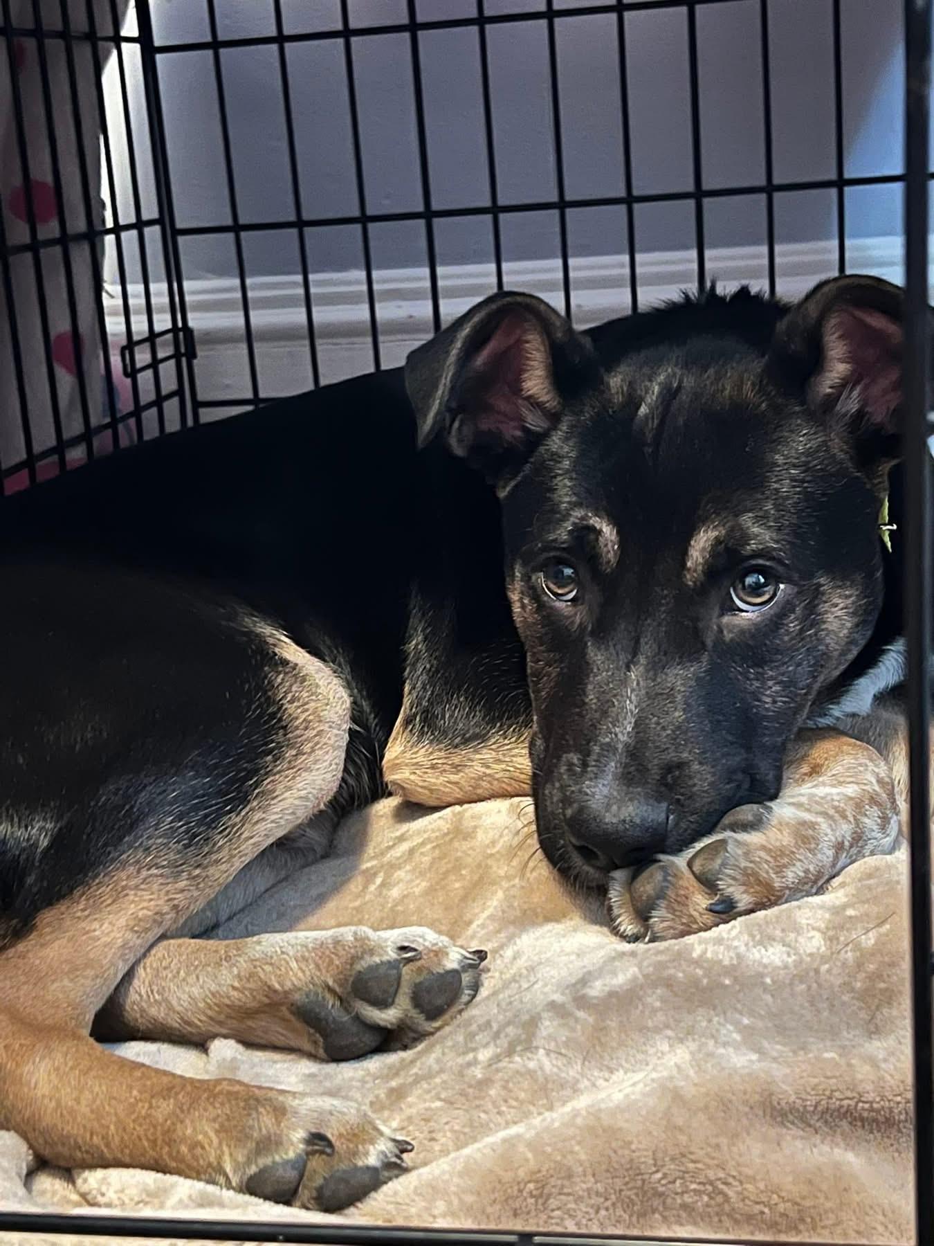 Enlarge Boston, an adopted mixed breed in Pembroke, MA image 2/3