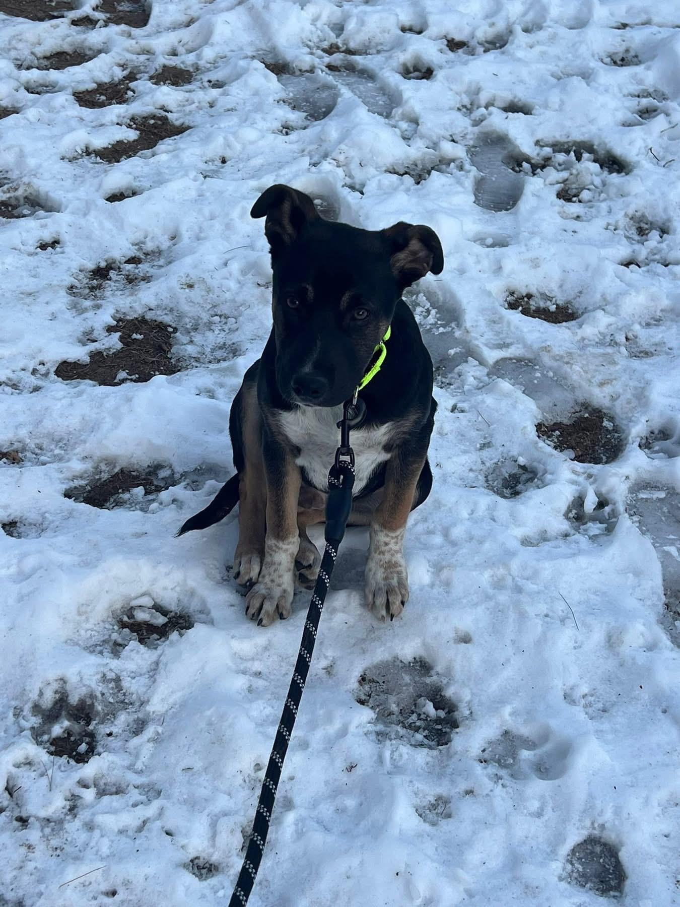 Enlarge Boston, an adopted mixed breed in Pembroke, MA image 3/3