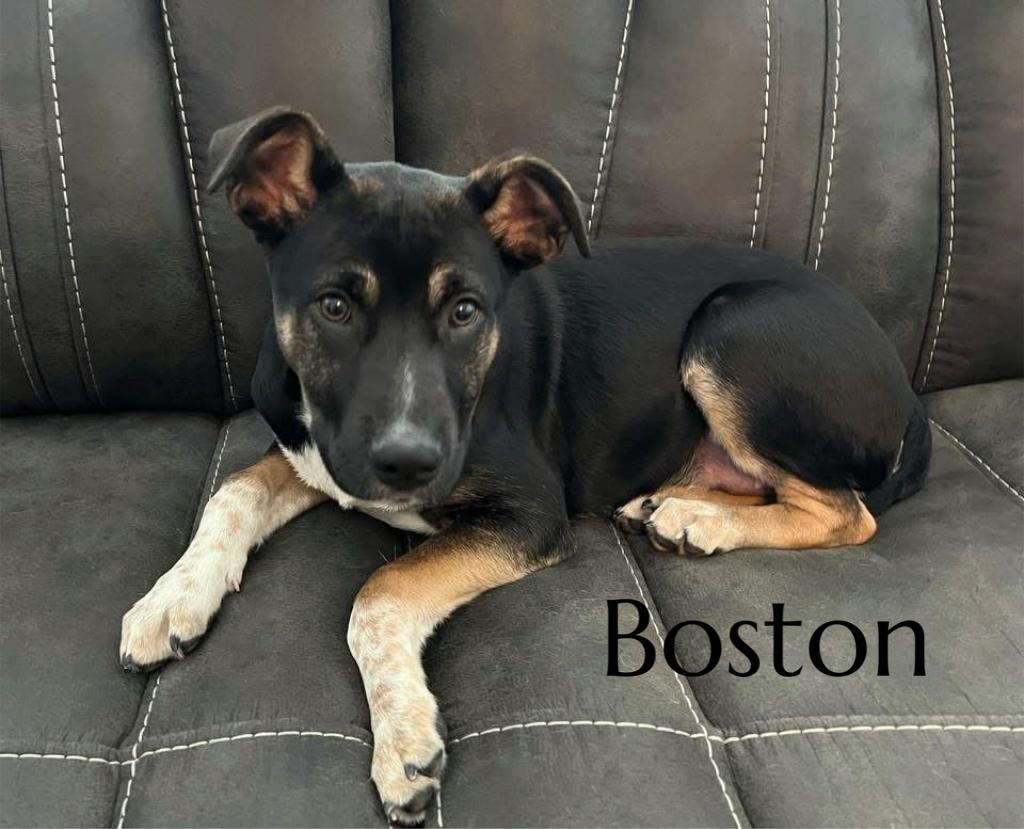 Boston, Adoptable, Puppy Male Shepherd & Pit Bull Terrier.