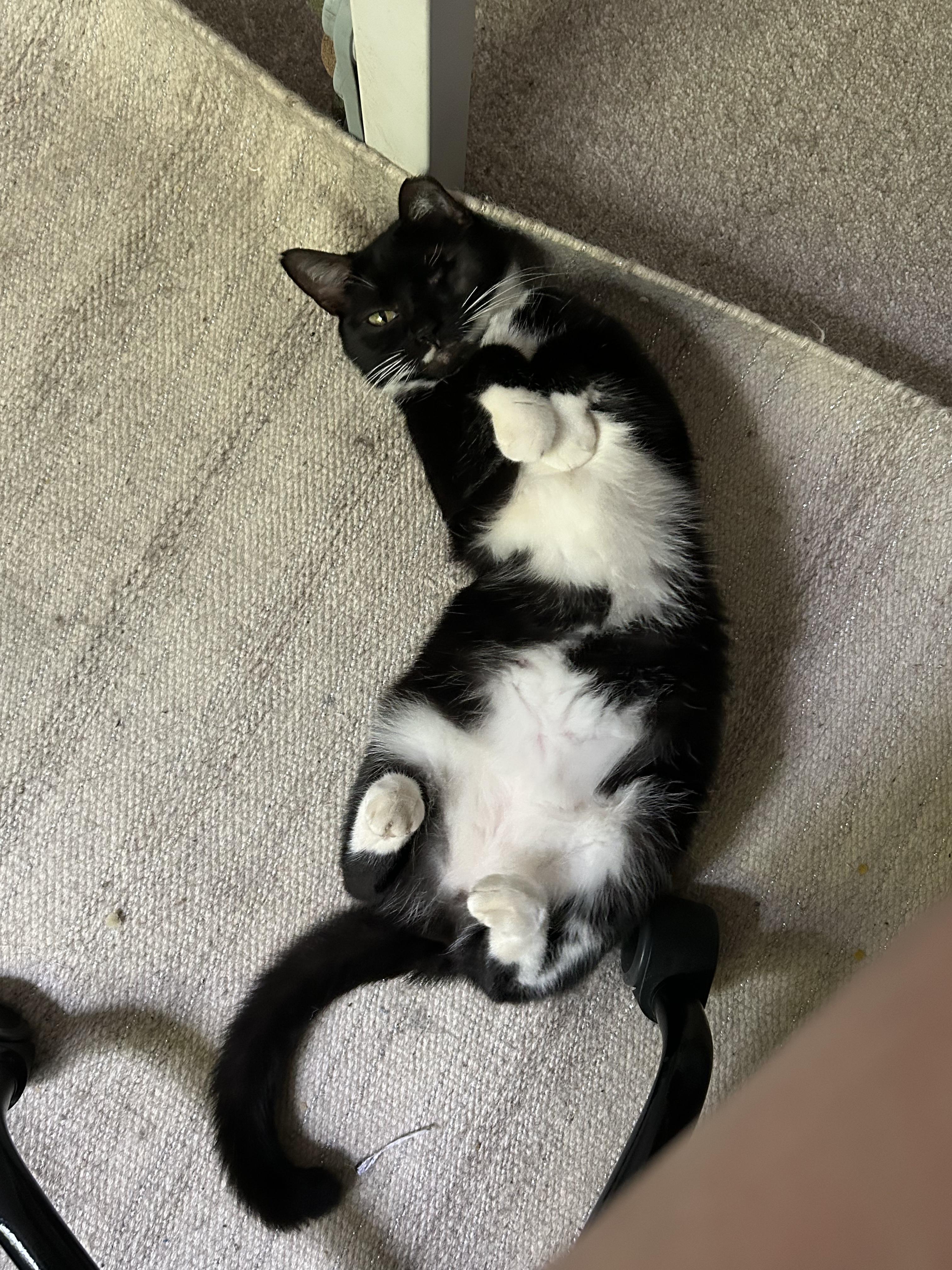 Enlarge Lisa, a Adoptable American Shorthair in Wilmington, NC image 1/2