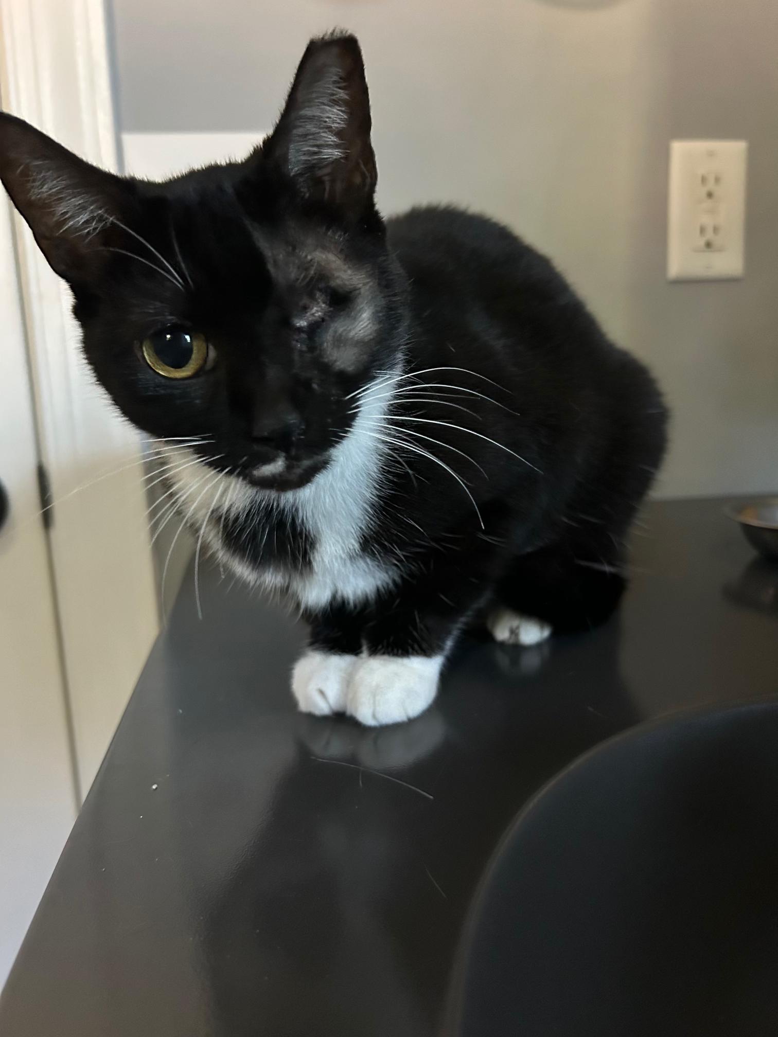 Enlarge Lisa, a Adoptable American Shorthair in Wilmington, NC image 2/2