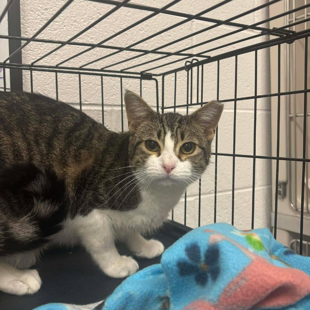 Boots, Adoptable, Young Male Domestic Short Hair.