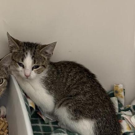 Boots, Adoptable, Young Male Domestic Short Hair.