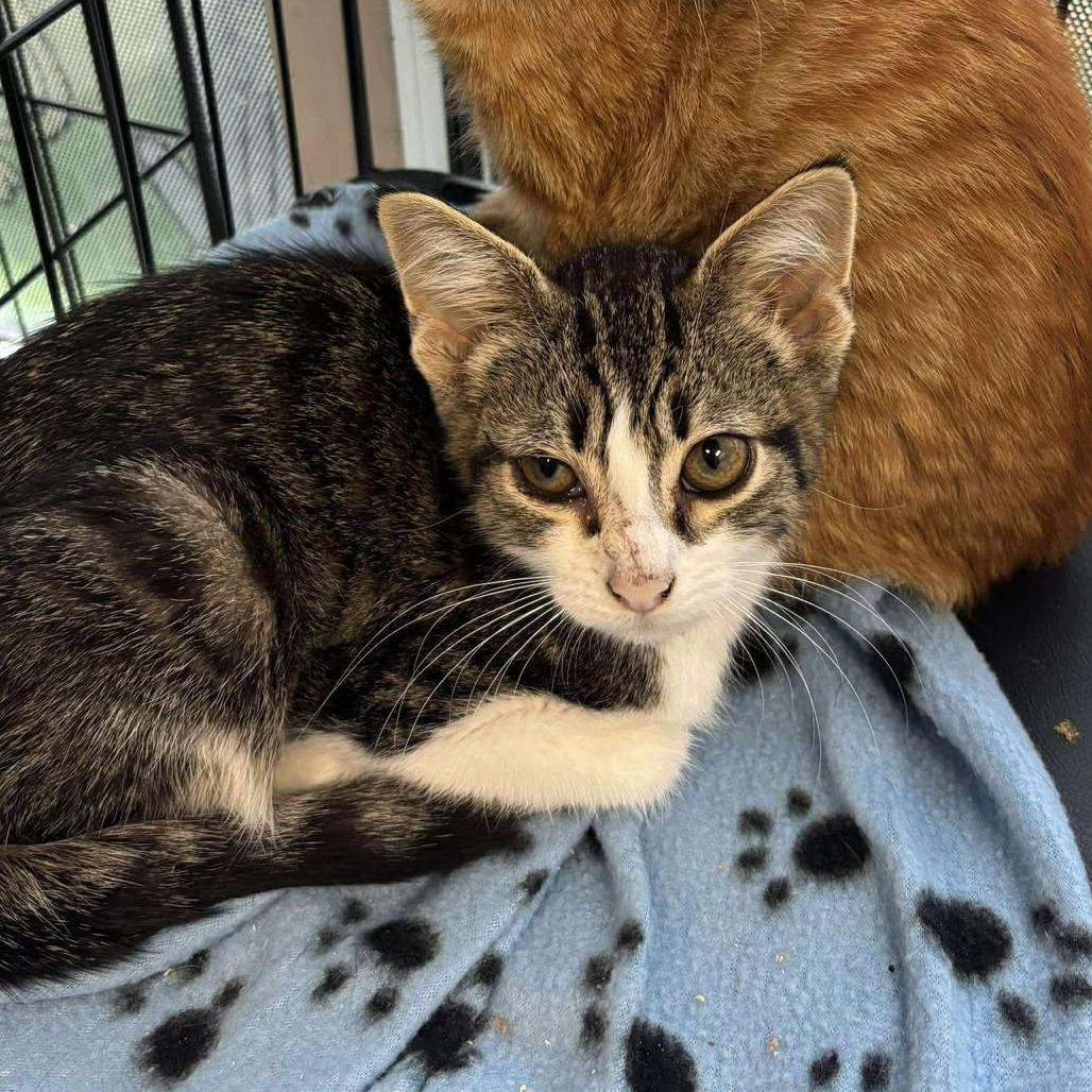 Boots, a Adoptable Domestic Short Hair in Rocky Mount, VA image 2/2