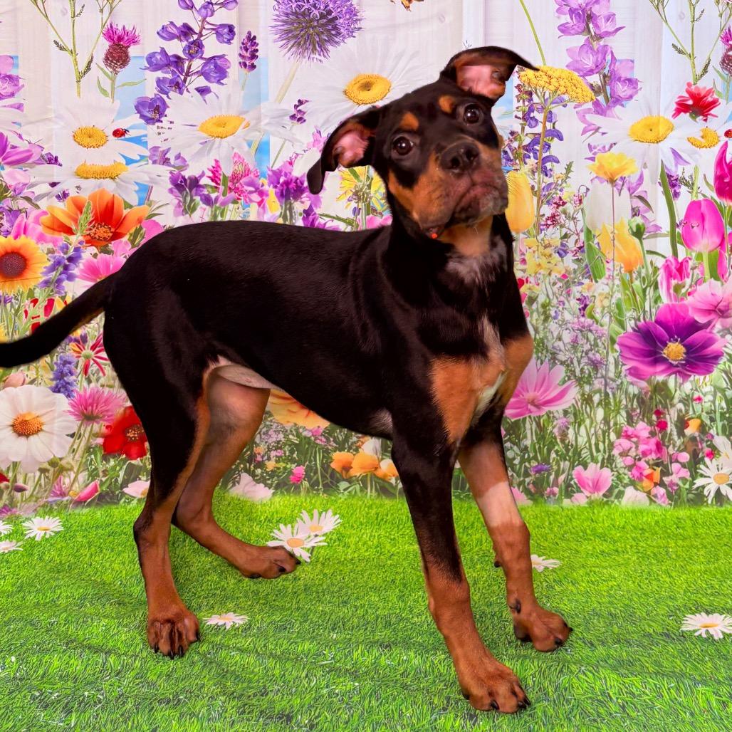 Daisy, adoptable, Young Female Rottweiler.