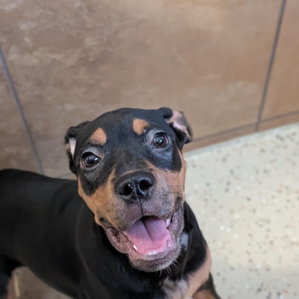 Enlarge Daisy, an adoptable Rottweiler in Fenton, MI image 2/2